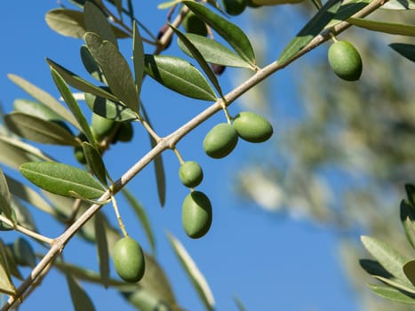 Olive tree with many colorful fruits