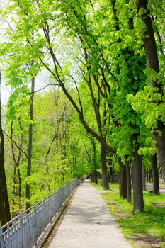 Spring park alley with Chestnut trees
