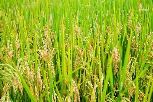 Ripening rice in a paddy field close up