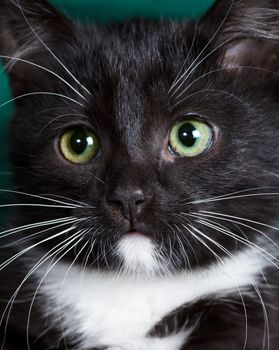 Close-up portrait of a black kitten