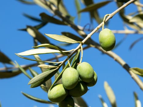 Olive tree with many colorful fruits