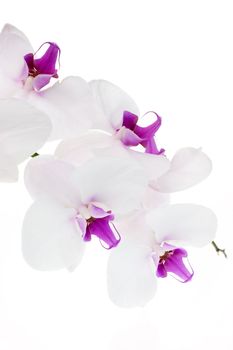 White orchid isolated on white background