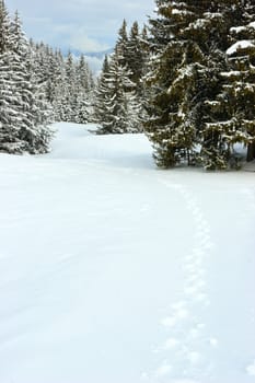 Fir trees covered with snow on a winter mountain at French Alps