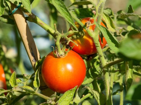 red tomatos ready for harvest