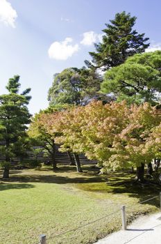 Beautiful summer landscape, trees and blue sky 