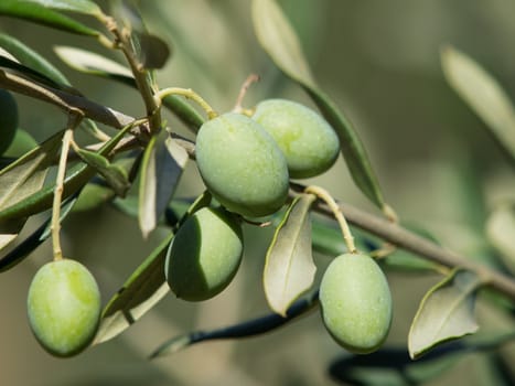 green olives on the olive tree