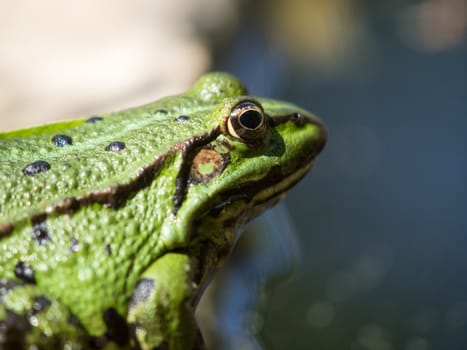 green frog on the morning sun