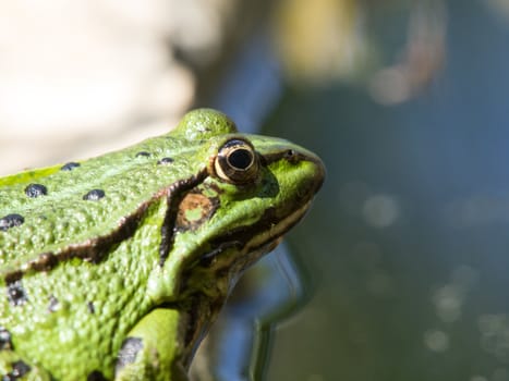 green frog on the morning sun