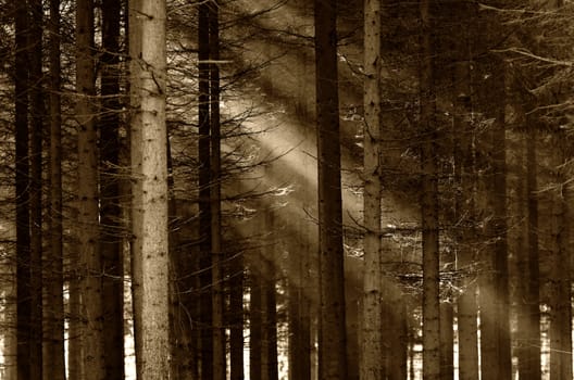 a deep forest illuminate by the sunlight