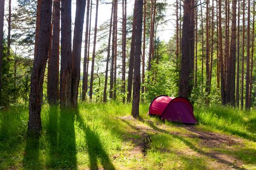 Red camping tent in a sunny forest