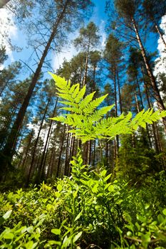 A fern at sunny summer forest