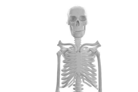 Plastic human skeleton on white background