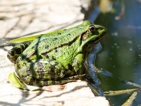green frog near the lake