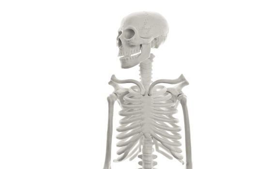 Plastic human skeleton model on white background