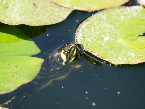 wild turtle in the lake