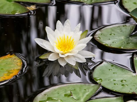 whire water lily in the lake