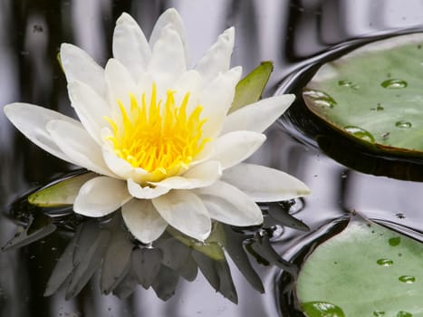 white water lily in the lake