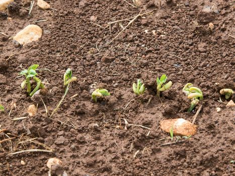 small bean plant groving