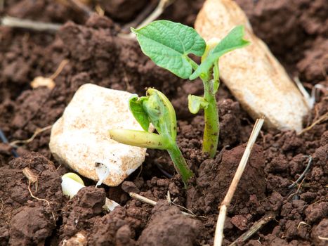 small bean plant groving