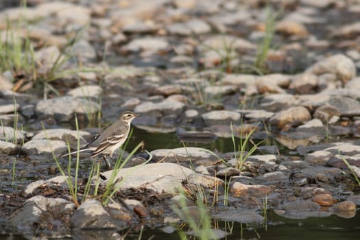 Field pipit sitting near pond