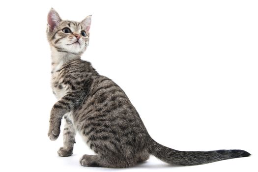 Grey striped kitten on a white background