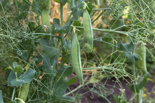 Green peas growing in a kitchen garden