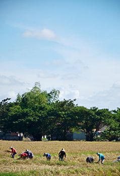 CHIANG MAI, THAILAND -3 NOVEMBER : Unidentified villagers gathered together to help harvest the rice on November 3, 2012 in Chaing Mai, Thailand.