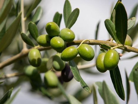 branch of green organic olives
