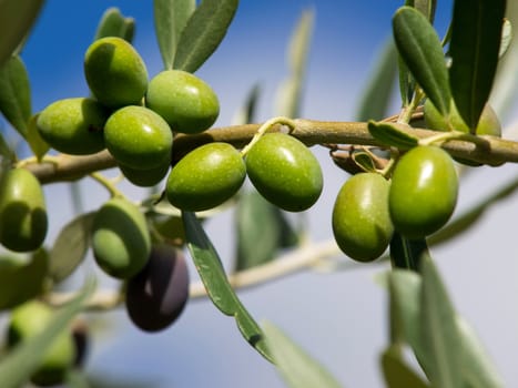 branch of green olives on the tree
