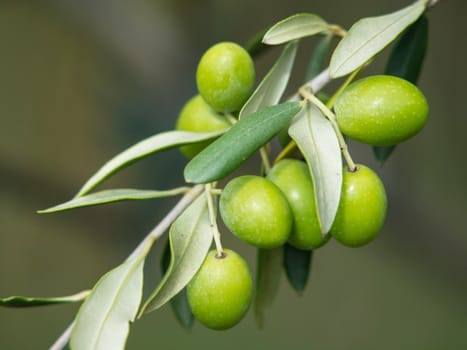 btanch of the green olives on the olive tree