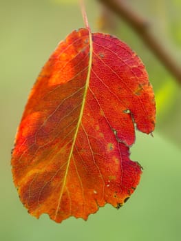 red leaf on the tree