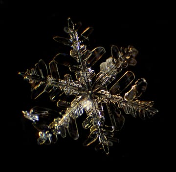 Snowflake under a microscope on the black background
