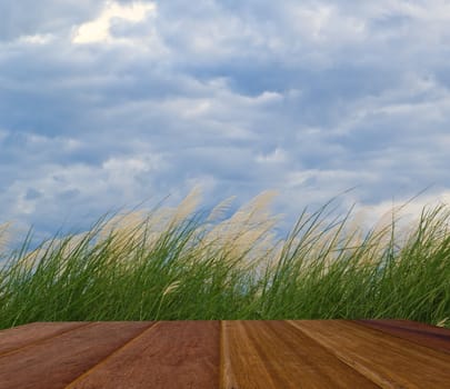 nature background, grass and sky