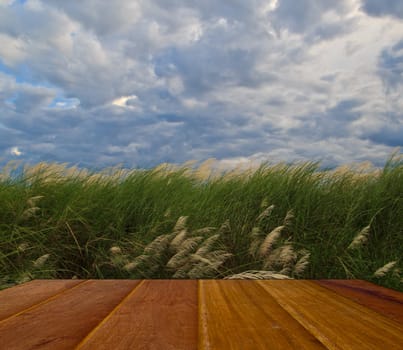 grass and cloudy sky