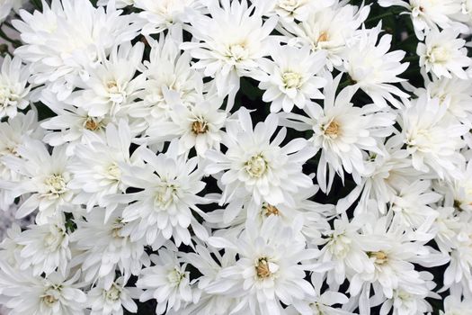 beautiful white mums in a bouquet