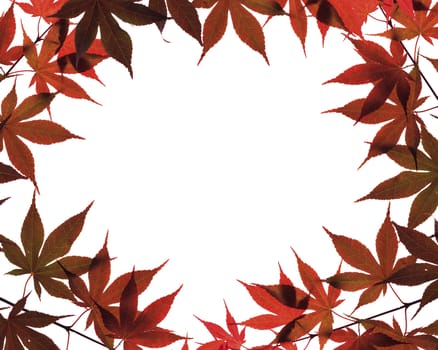 Autumn leaves