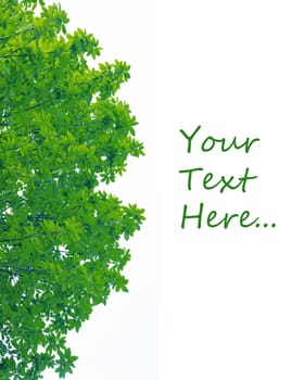 Frame from green leafs isolated on white background with space for text.