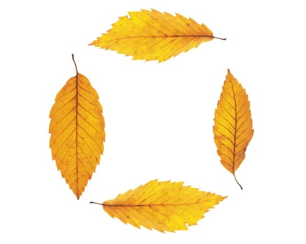 Autumn maple leafs background
