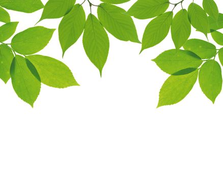 green leaves on white background