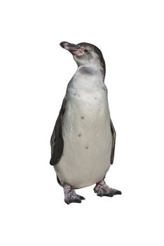 Humboldt Penguin (Spheniscus humboldti), or Peruvian Penguin, or Patranca, a South American penguin, isolated on white background