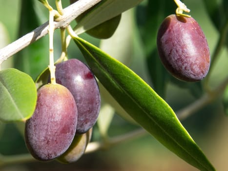 black olives on the olive tree