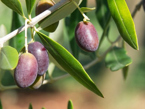 black olives on the branch