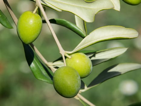 green organic olives on the tree