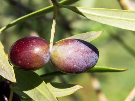 black olives on the branch