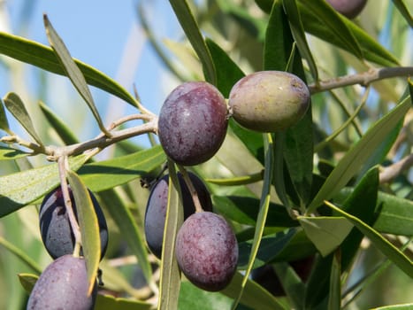 black olives on the branch of a tree