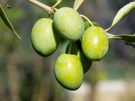 green olives on the branch of a tree