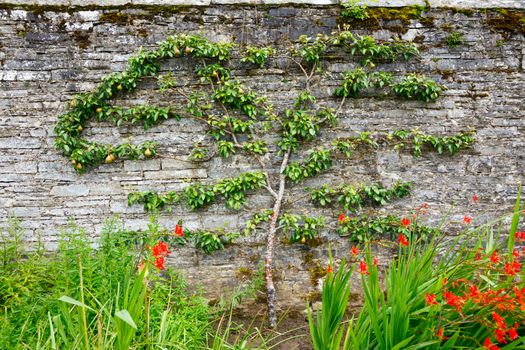 Horizontal espalier fruit tree trained on stone wall
