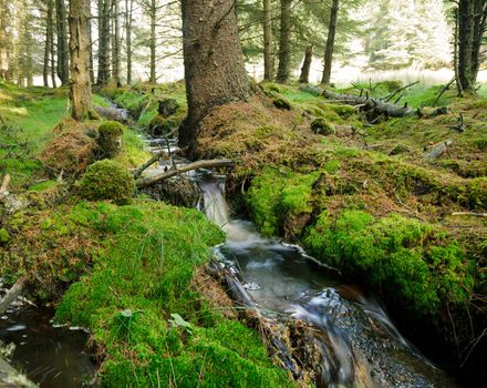 Small forest stream in Scotland