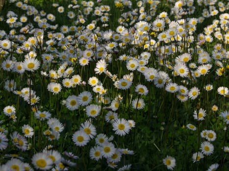 daisy flowers on the field