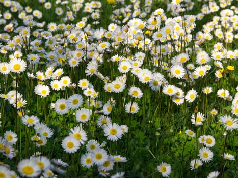 daisy flowers on the green field
